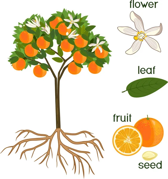 Partes Planta Morfologia Laranjeira Com Frutas Flores Folhas Verdes Sistema —  Vetores de Stock