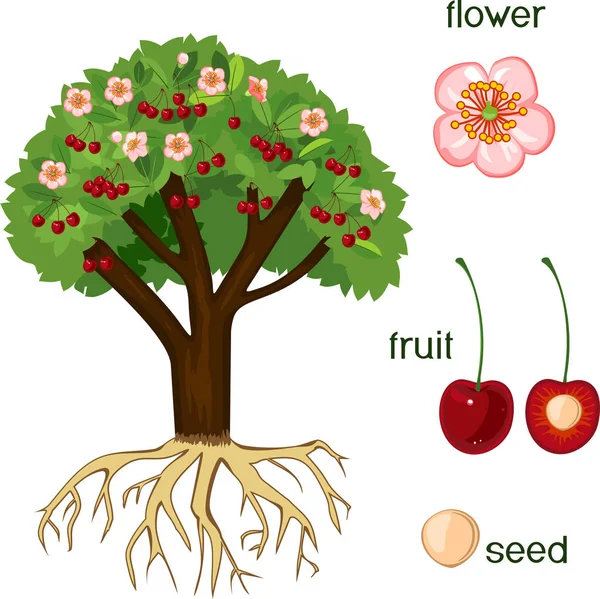 Części Roślin Morfologia Wiśniowego Drzewa Owoców Kwiatów Zielonych Liści Systemu — Wektor stockowy