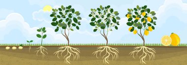 Life cycle of lemon tree. Stages of growth from seed and sprout to adult plant with fruits clipart