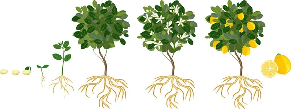 Жизненный Цикл Лимонного Дерева Этапы Роста Семени Ростков Взрослого Растения — стоковый вектор
