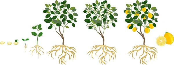 나무의 씨앗과 새싹에서 성장의 — 스톡 벡터