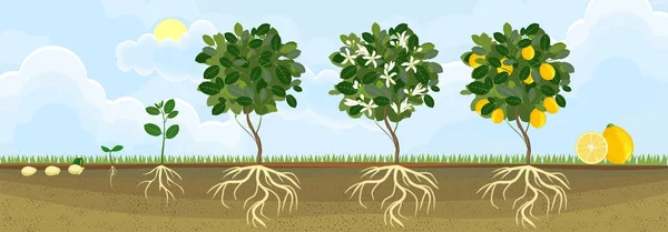 Life Cycle Citromfa Kifejlett Növény Gyümölcsök Vetőmag Hajtás Növekedési Szakaszaira — Stock Vector