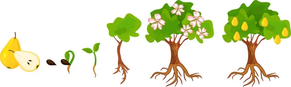 梨の木のライフ サイクル 果物と大人のプラントに種子と発芽から成長の段階 — ストックベクタ