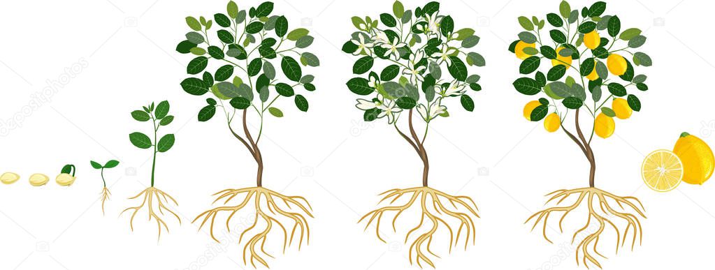 Life cycle of lemon tree. Stages of growth from seed and sprout to adult plant with fruits