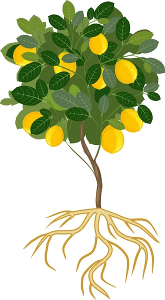 Lemon tree roots Vector Art Stock Images | Depositphotos Lemon tree roots Vector Art Stock Images | Depositphotos