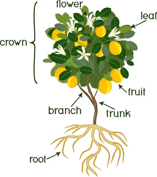植物の部分 緑の葉と白い背景の分離されたルート システムとレモンの木の形態 — ストックベクタ