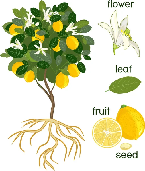 Partes Planta Morfologia Limoeiro Com Frutas Flores Folhas Verdes Sistema —  Vetores de Stock