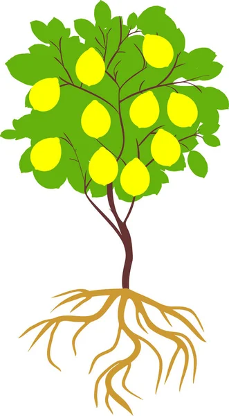 Лимонное Дерево Спелыми Желтыми Фруктами Корневой Системой Белом Фоне — стоковый вектор