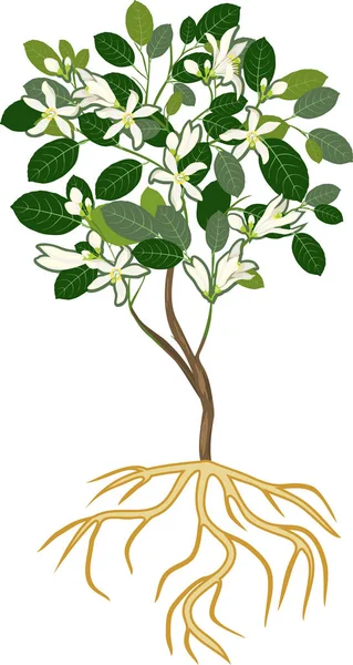 开花柠檬树与根系统在白色背景 — 图库矢量图片