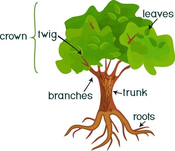 Části Rostliny Morfologie Abstraktní Listnatý Strom Zelené Koruny Kořenový Systém — Stockový vektor