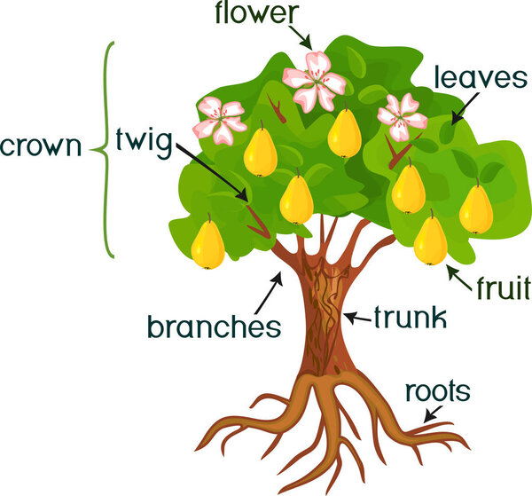 Parts of plant. Morphology of pear tree with fruits, flowers, green leaves and root system isolated on white background
