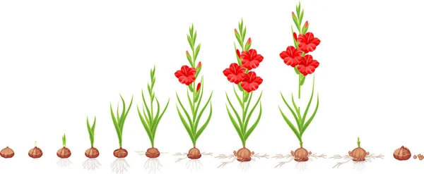 Cycle Vie Plante Gladiole Étapes Croissance Plantation Corme Plante Adulte — Image vectorielle