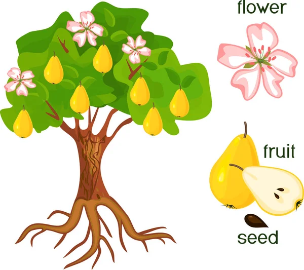 Delar Anläggningen Morfologi Päronträd Med Frukter Blommor Gröna Blad Och — Stock vektor