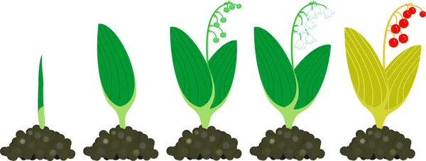 밸리의 Convallaria Majalis의 새싹에서 열매와 성장의 — 스톡 벡터