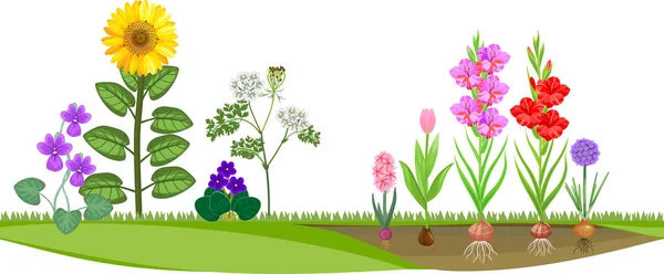 Цветочный Сад Различными Цветущими Растениями — стоковый вектор