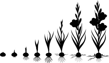 Glayöl bitkinin yaşam döngüsü. Soğanların için yetişkin bitki çiçek ile Ekim büyüme aşamaları