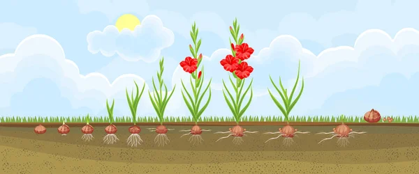 グラジオラス植物のライフ サイクル 大人の植物で 花に球茎を植えることから成長の段階 — ストックベクタ