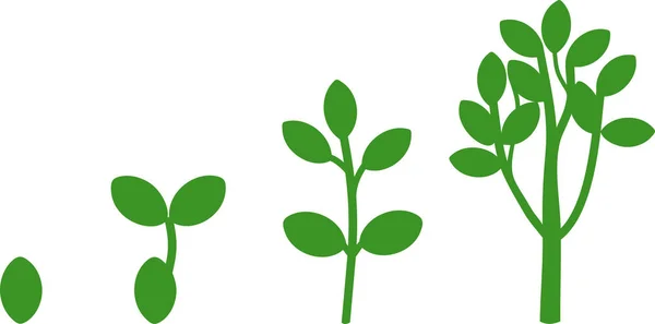 Rostlina Fázi Růstu Semen Dospělý Strom — Stockový vektor