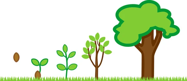 Plantera Tillväxtfas Från Frö Till Vuxna Träd Med Gröna Krona — Stock vektor