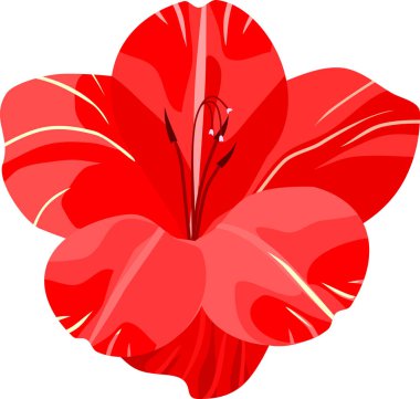 Beyaz arka plan üzerinde izole kırmızı Glayöl çiçek