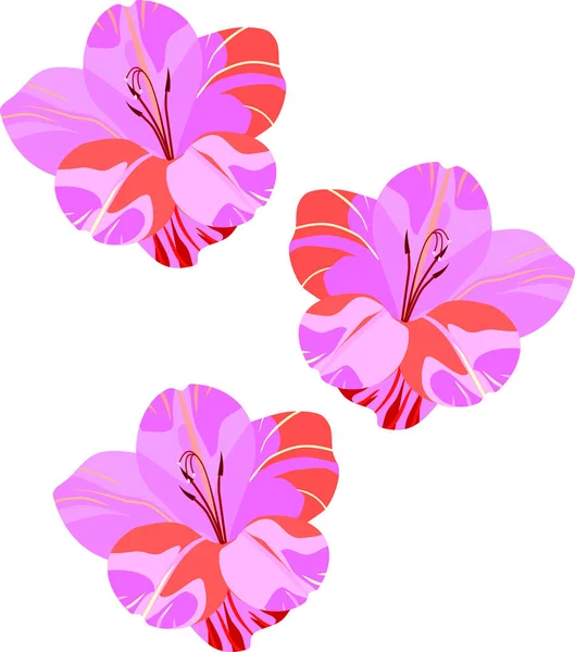 Розовые Гладиолус Цветы Изолированы Белом Фоне — стоковый вектор
