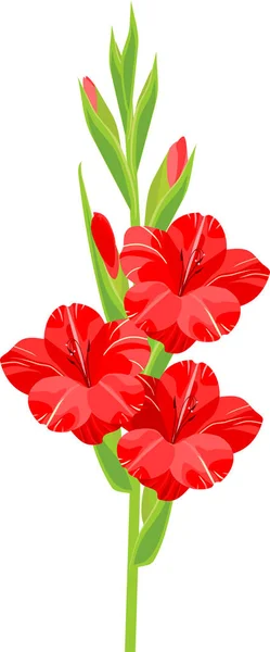 Inflorescence Gladiole Avec Des Fleurs Rouges Isolées Sur Fond Blanc — Image vectorielle