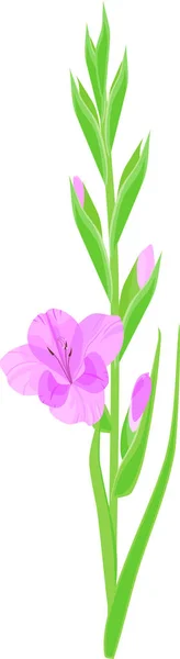 Virágzata Gladiolus Lila Virágok Rügyek Zöld Levelek Elszigetelt Fehér Background — Stock Vector