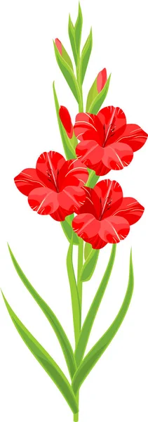 Glayöl Kırmızı Çiçekler Beyaz Arka Plan Üzerinde Izole Yeşil Yaprakları — Stok Vektör