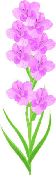 Blütenstand Von Gladiolen Mit Lila Blüten Und Grünen Blättern Auf — Stockvektor