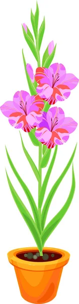 Inflorescence Gladiole Avec Des Fleurs Roses Des Feuilles Vertes Pot — Image vectorielle