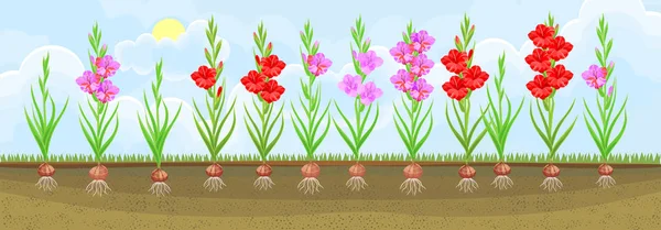 Grupo Planta Gladiolo Flor Con Flores Diferentes Colores Macizo Flores — Vector de stock