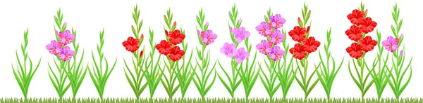 Group Blooming Gladiolus Plant Flowers Different Colors Isolated White Background — Stock Vector