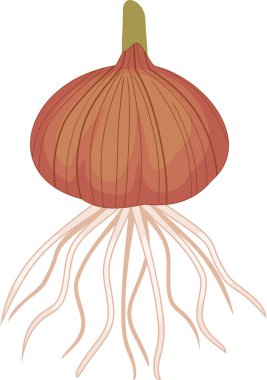 Glayöl soğanların kök beyaz arka plan üzerinde izole sistemi ile