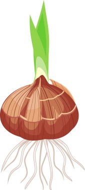 Glayöl yeşil filiz ve beyaz arka plan üzerinde izole kökleri ile ampul