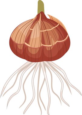 Glayöl soğanların kök beyaz arka plan üzerinde izole sistemi ile