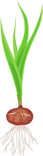 Grodda Glödlampa Med Gladiolus Med Gröna Blad Och Rötter Isolerad — Stock vektor