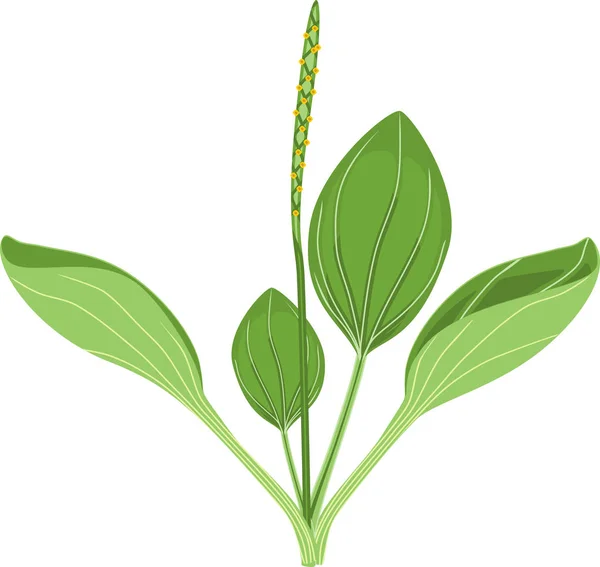 Plátano Mayor Plantago Mayor Planta Con Hojas Verdes Inflorescencia Aislada — Vector de stock