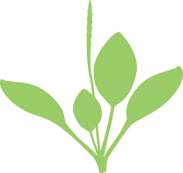 Silueta Větší Banán Nebo Poddruhy Rostlina Listy Květenství Izolovaných Bílém — Stockový vektor