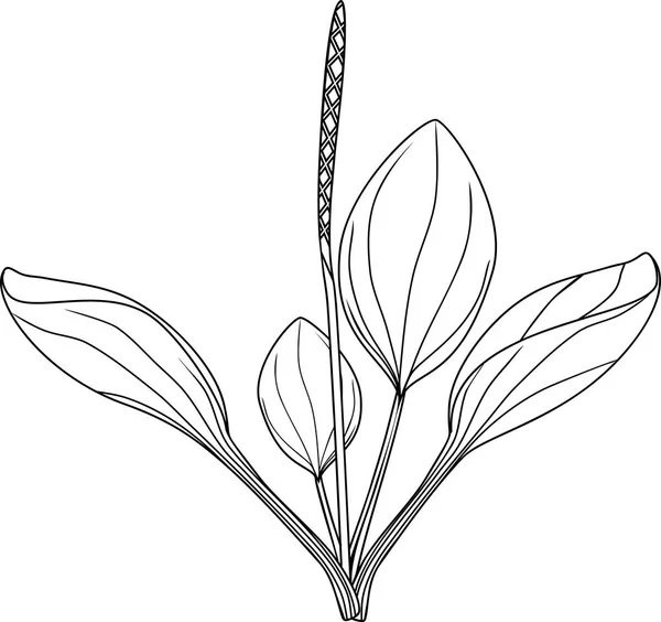 Раскраска Страницы Большим Бананом Плантаго Майор Растение Листьями Соцветие Изолированы — стоковый вектор