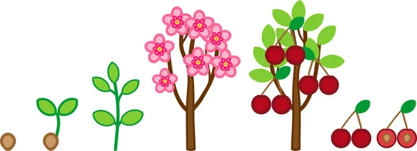 樱桃树的生命周期 植物生长阶段从种子到树与果子 — 图库矢量图片