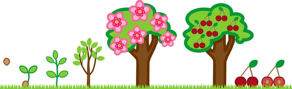 桜の木のライフ サイクル 植物の果実の木を種から生育 — ストックベクタ