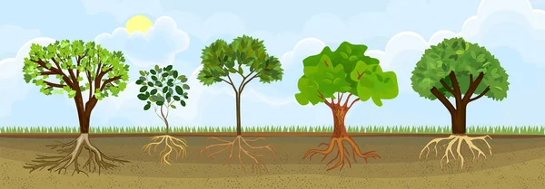 Zestaw Różnych Kreskówka Drzew Liściastych Zielonym Korony System Korzeniowy Roślin — Wektor stockowy