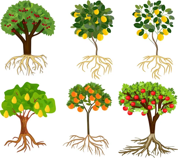 Zbiór Różnych Kreskówka Drzew Owocowych Dojrzałych Owoców Systemu Korzeniowego Białym — Wektor stockowy