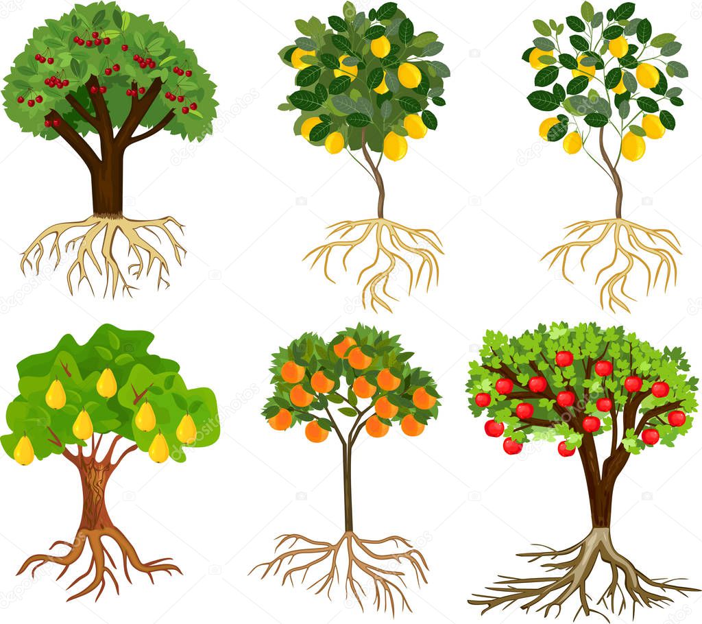 Download Pictures : cartoon fruit tree | Set Different Cartoon ...