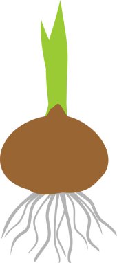Yeşil filiz ve beyaz arka plan üzerinde izole kökleri ile kahverengi ampul silüeti