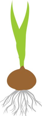 Glayöl yeşil yaprakları ve beyaz arka plan üzerinde izole kökleri ile kahverengi germinated ampul silüeti