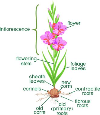 Bitki parçaları. Yeşil yaprakları, soğanların, kökleri ve başlıklar Glayöl bitki morfolojisi
