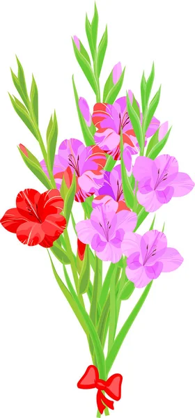 Bouquet Gladioli Isolated White Background — Stock Vector