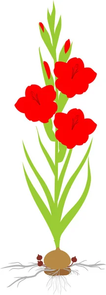 Цвітіння Саду Гладіолуси Червоними Квітами Зелене Листя Лампочка Ізольовані Білому — стоковий вектор