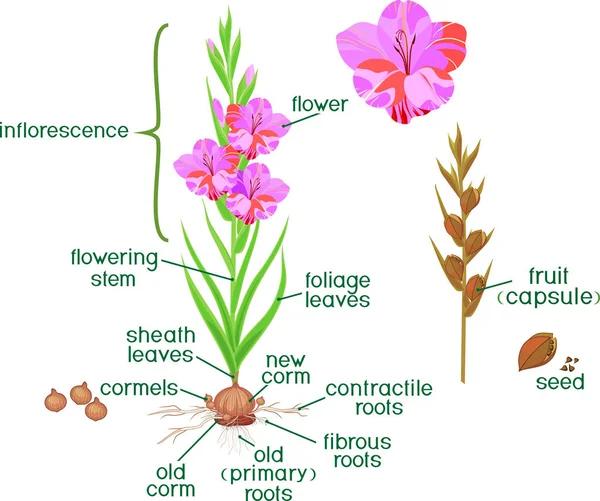 植物の部分 緑の葉と球茎 根およびタイトルとグラジオラス草花の形態 — ストックベクタ